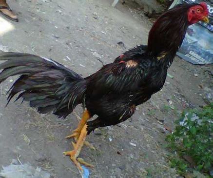 Gambar Ayam Bangkok Aduan Yang Istimewa | Gambar Foto Ayam Bangkok Asli ...