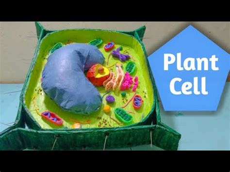 Plant Cell 3d Model Clay