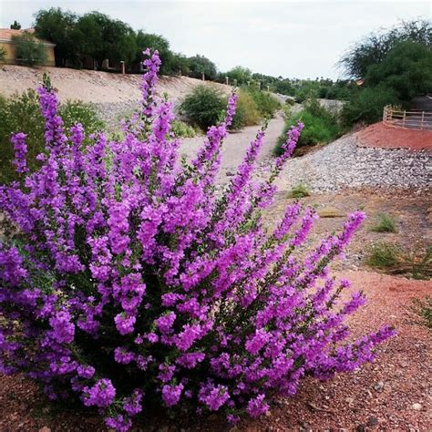 De 25+ bedste idéer inden for Texas landscaping på Pinterest ...