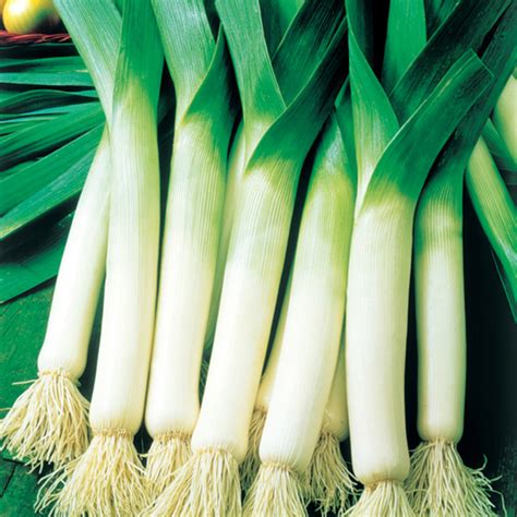 50 Giant Winter Leek Seeds - Welldales