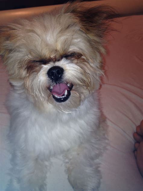 Do Shih Tzu Have Bad Teeth - Shih Tzu Dog