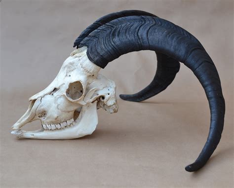 HUGE Ibex Goat Skull: real horns taxidermy sheep ram | Etsy