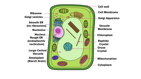 Draw a neat diagram of a plant cell and label any three parts which differentiate it from an ...