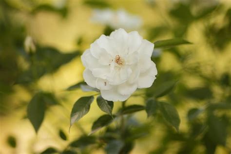 Premium Photo | Closeup bush white rose flower in the garden wonderful ...