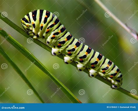 Caterpillar of Butterfly Papilio Machaon. Stock Image - Image of papilionidae, machaon: 618463