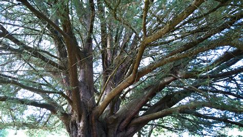 Kyneton Botanic Gardens. Easy Day Trip From Melbourne. - Go For Fun ...