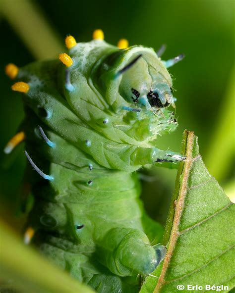 Atlas moth (attacus atlas) caterpillar - Chenille de papil… | Flickr - Photo Sharing!