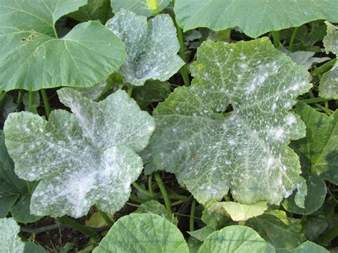 Four Hills of Squash: Powdery Mildew