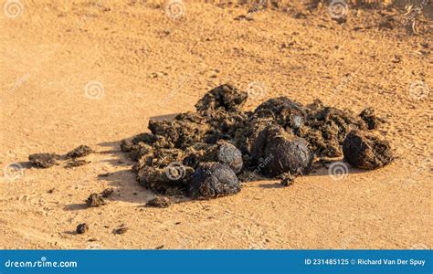 Wild animal dung isolated stock image. Image of scenario - 231485125