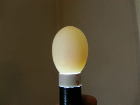 The PERFECT egg candler! Great for ALL eggs! All for around $5!! | BackYard Chickens