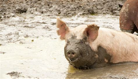 Why Do Pigs Like Mud ~ What Wallowing Does for Pigs - Rural Living Today