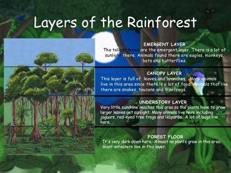 Emergent Layer Animals And Plants