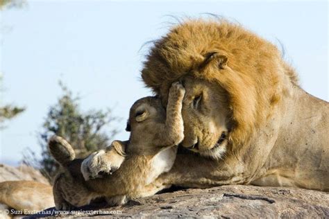 Lion love: Father meets his cub for the first time