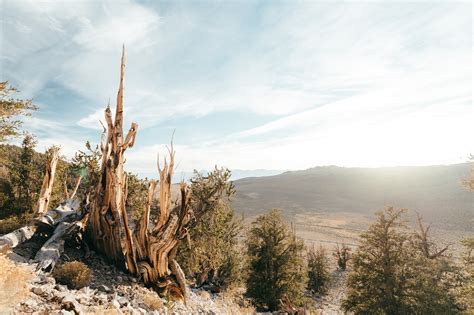 Download free photo of Mountain,highland,nature,landscape,trees - from needpix.com