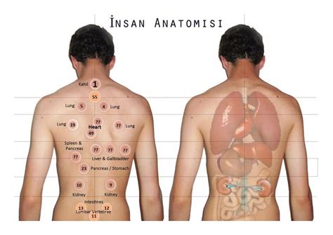 Pin en Cupping/Bekam