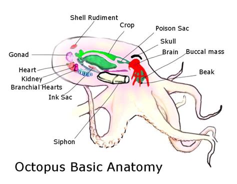 Cephalopod Shenanigans: Octopus 101