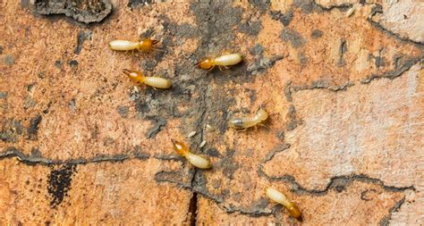 Repairing Damage After a Termite Invasion: Pointe Pest Control