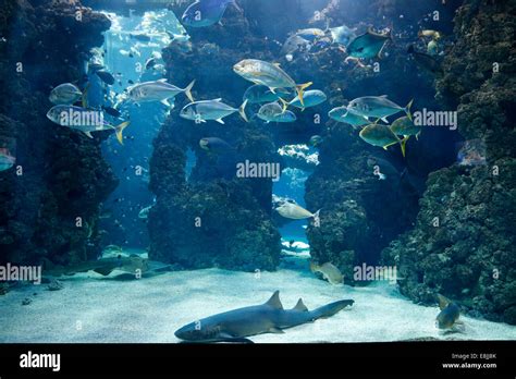 The aquarium of the Oceanographic Museum of Monaco Stock Photo - Alamy