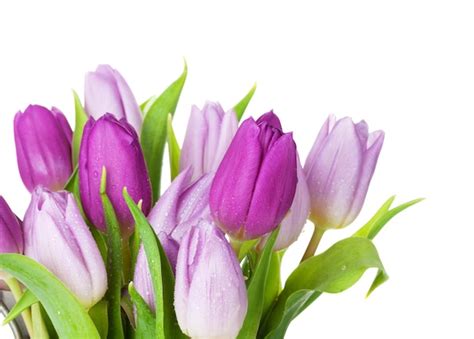 Premium Photo | Purple tulip bouquet