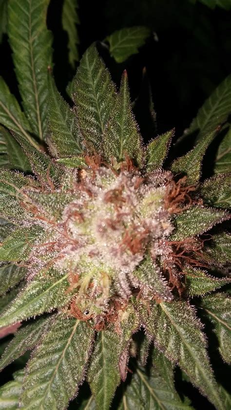 Pyramid Seeds Purple Urkle grow journal week16 by Dabwizard - GrowDiaries