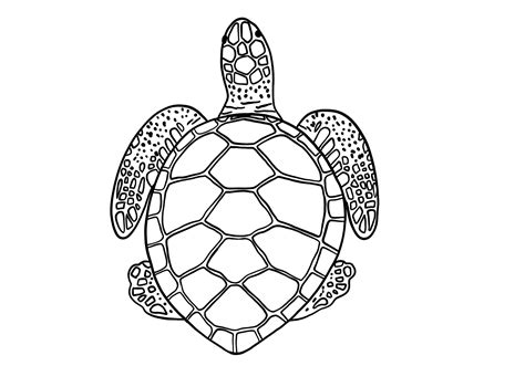 How to Draw a Turtle (in 6 Easy Steps!) | Design Bundles