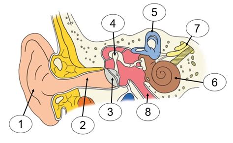 Bagian Bagian Telinga Beserta Fungsinya - IMAGESEE