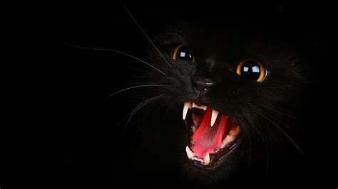 🔥 Download Black Cat Lesson Plan For Teaching Suspense Ela Mon Core by ...