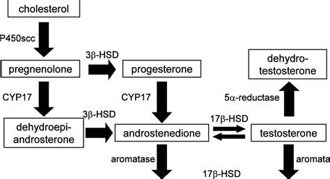 The Pathway of Steroid Hormone Biosynthesis | Download Scientific Diagram