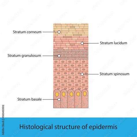 Histological structure of epidermis - skin layers shcematic vector illustration showing stratum ...