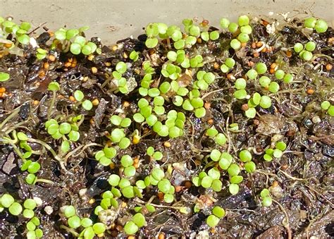 300 Fresh Watercress Seeds | Etsy