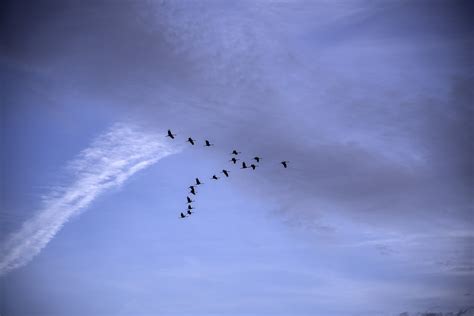 Geese flying in V Formation at Ferry Bluff, Wisconsin image - Free ...