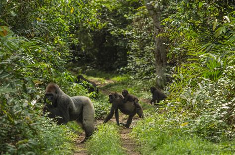 Western Lowland gorillas in Gabon! | African animals, Western lowland ...