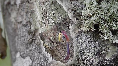 Mossy Leaf-Tailed Gecko Camouflages With Tree Bark - YouTube