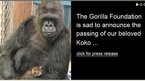 Koko, Who Learned Sign Language, Love Cats, Dies at 46