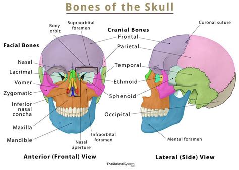 Human Skull Bones Diagram Labeled