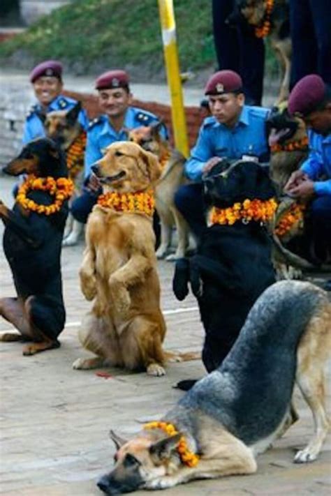 Kukur Tihar (Kukur Puja): the Nepalese Festival that Celebrates Dogs