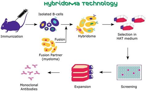 Hybridoma Fusion Partners Cell Lines