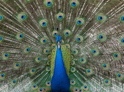 Colorful Male Peacock with Feathers Extended Stock Image - Image of green, nature: 145783311