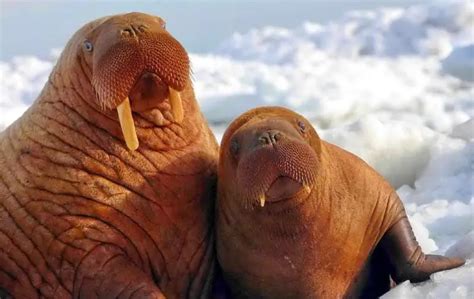 Walrus | The Animal Facts | Appearance, Diet, Habitat, Behavior