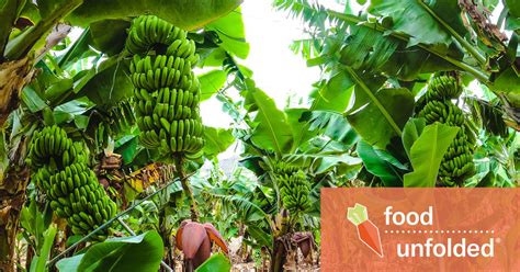 Banana Plantations | 3 Sustainable Practices | FoodUnfolded