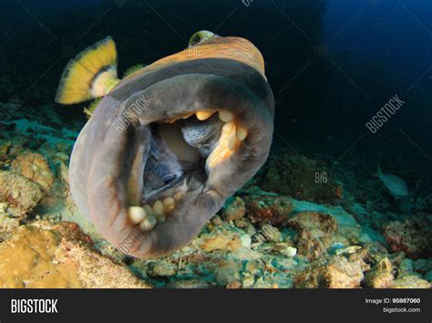 Fish Mouth Teeth: Titan Triggerfish Image & Photo | Bigstock