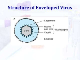 Virus - Structure and Classification | PPT