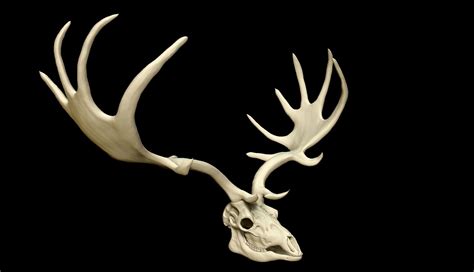 Megaloceros Giganteus or Irish Elk Skull free VR / AR / low-poly 3D model | CGTrader