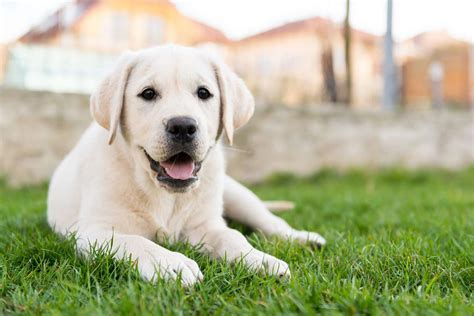 220+ Labrador Retriever Names for Your Best Bud