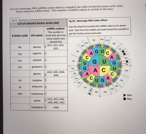 Solved Use the messenger RNA (mRNA) codon wheel to complete | Chegg.com