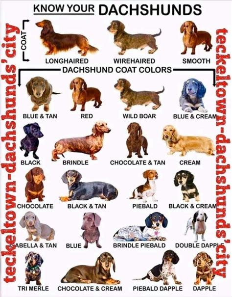 Pin on Gotta Love Weiner Dogs!