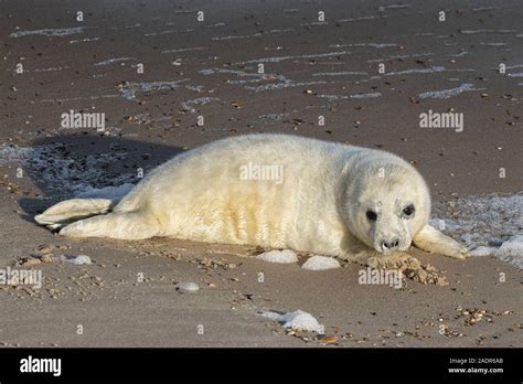 Grey Seals and Pups in the breeding season Stock Photo - Alamy