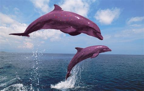 Funny Pink Dolphins - Pets Cute and Docile