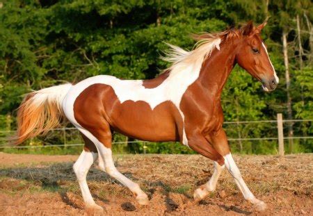 Pinto Horse Facts with Pictures | HorseBreedsPictures.com