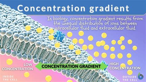 Concentration gradient - Definition and Examples | BiologyOnline